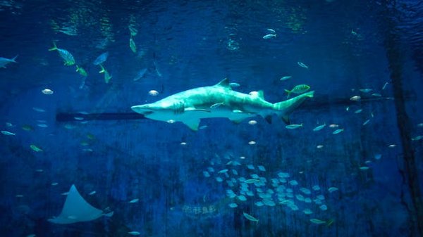 La migration des grands requins blancs : quels parcours empruntent-ils?