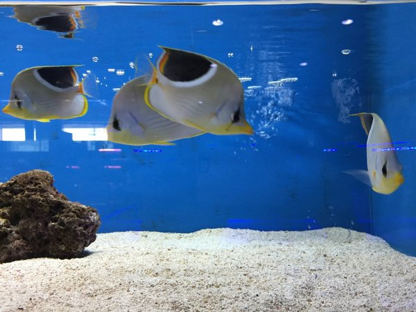 Quels sont les critères à considérer lors de l'achat d'un aquarium pour des poissons clown?
