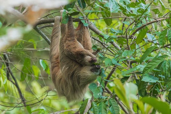 Comment les paresseux se déplacent-ils au sol et quelle est leur vitesse?