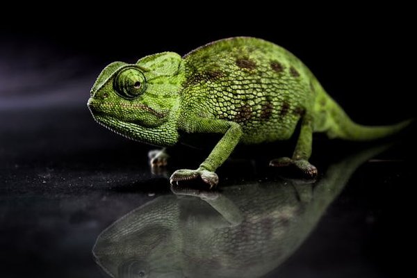 Comment maintenir un bon niveau d'humidité pour un caméléon de Jackson?