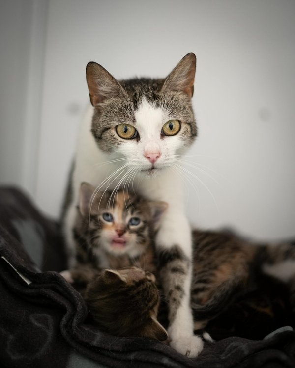 Litière automatique chat : le futur du confort félin